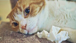 [Animals]Cute moments of orange cat flattering his lover