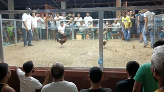 Muntik pa matalo manok namin dahil malakas kalaban