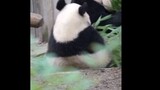 Cute pet cut #panda
