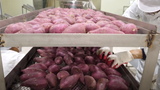 Nhà máy sản xuất hàng loạt khoai lang nướng đông lạnh | Food Kingdom