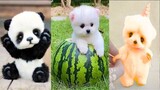 Funny and Cute Dog Pomeranian ðŸ˜�ðŸ�¶| Funny Puppy Videos #119