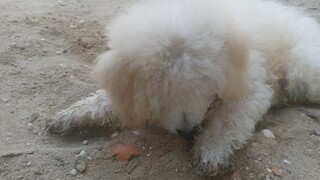 Chó Poodle cùng 2 chó cỏ chó nhà dạo chơi sủa gâu gâu.