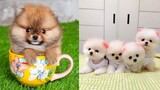 Funny and Cute Dog Pomeranian 😍🐶| Funny Puppy Videos #149