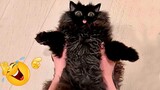 Best Funny Animal Videos Of The 2022 🤣 - Funniest Cats And Dogs Videos 😺😍