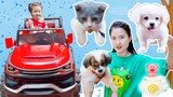 Các con vật yêu quý nhà Changcady, con chó nghịch ngợm, con mèo dễ thương - Part 275