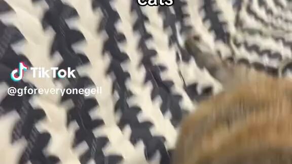 How to SHOW your'e LOVE for Cat's😊.