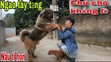 Phản Ứng Của Ngao Tây Tạng Chú Chó Khổng Lồ Sẽ Như Thế Nào Khi Gặp Nâu Poodle  Tý Hon