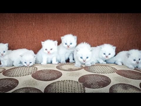 seven cute.....  || MOA