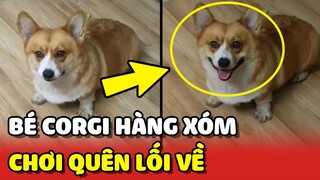 Chú chó CORGI ham vui thích qua nhà HÀNG XÓM không muốn về nhà 😂 | Yêu Lu