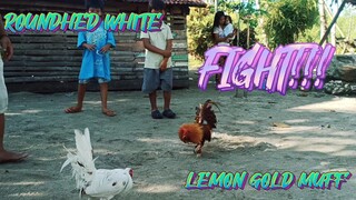 LEMON GOLD MUFF VS ROUNDHEAD WHITE      SPAR!!!