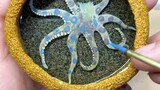 My blue-ringed octopus is not poisonous.