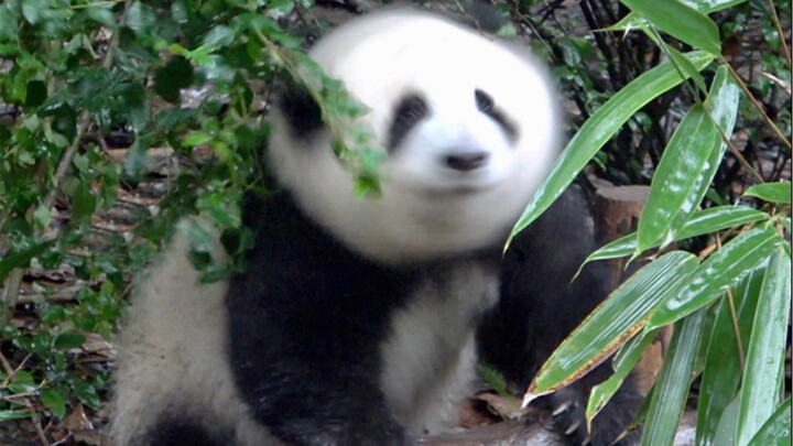 Panda Hehua sangat cepat mengibaskan air dari bulunya