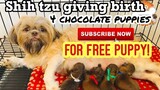 Shih Giving Birth to 4 chocolate puppies | clean version | suitable for all viewers