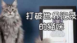 猫咪居然也能申请吉尼斯世界记录？！