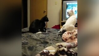 Funniest Cats and Dogs🐱🐶 Part 1