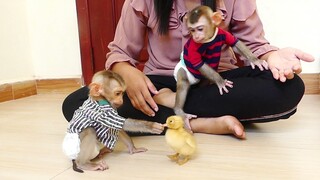 Baby Monkey | Adorable Tiny Maki & Baby Maku play With Duckling / Maki & Maku Welcomes New friends