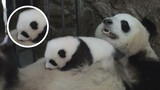 Panda-style bed
