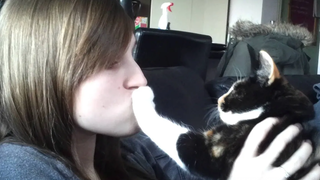 แมวปฏิเสธที่จะจูบ - แมวตลกเกลียดการจูบรวบรวม