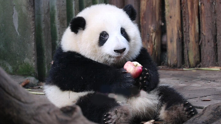 A Panda He Hua video