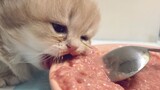 [สัตว์]ทดลองกินเนื้อครั้งแรกของลูกแมว