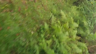 delete scene ride