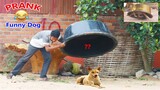 Wow !! Super Prank Laughing Dogs with Plastic Box Prank , Very Funny