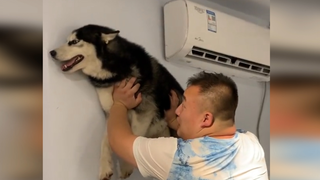 Video Anjing: Husky - Pembuat Masalah