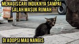 Anak Kucing Menangis Di Pinggir Jalan Karena Mencari Induknya Sampai Salah Masuk Rumah..!