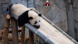 【大熊猫重重】虫虫：嘤嘤嘤嘤 o(╥﹏╥)o 哎呀！这个滑梯设计有问题，虫虫摔倒了，需要奶爸安慰抱抱，不准笑虫虫鸭..(｡•ˇ‸ˇ•｡)…