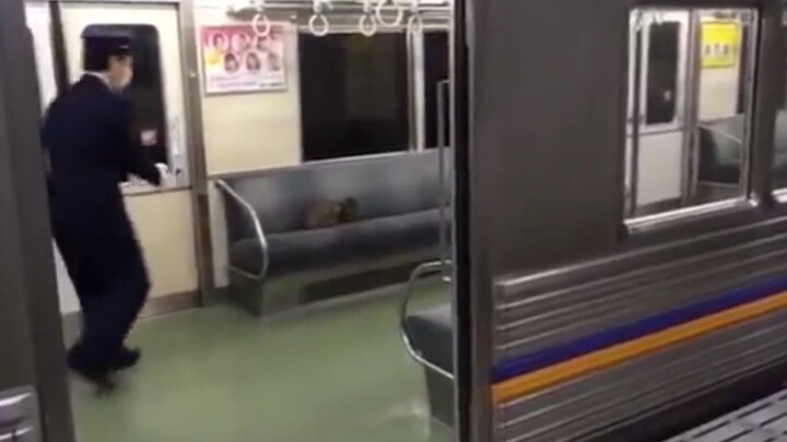 When Subway train servicemen in Japan try to catch a cat 