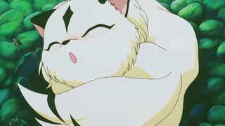 [InuYasha]Ai lại không muốn nuôi mica khi còn nhỏ?