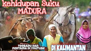 Kehidupan Suku MADURA di Kalimantan ❗'Kami bangga hidup bersama di kalimantan'