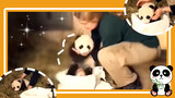 【Panda】First time an Austrain panda baby is appearing on a channel. It's cries are so bewitching haha！