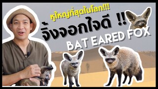 Bat eared Fox จิ้งจอกใจดี!! และหูใหญ่ที่สุดในโลก Minizoo cafe EP.12