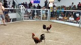lose Ang 1st fight ntin khapon Ng 2cock in camansi sfc launion