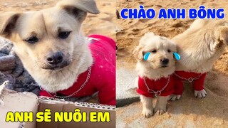 Thú Cưng Vlog | Bông Bé Bỏng Ham Ăn Đã Có Bạn Mới | Chó thông minh vui nhộn | Smart dog funny cute