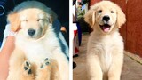 These Golden Puppies are So Cute!🥰😋 Let's see What this Puppies is Doing With Me 😍 | Cute Puppies