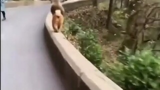 monyet need hurry to pickup