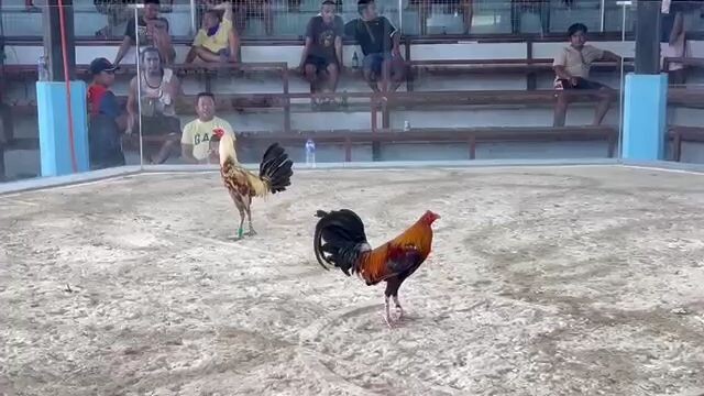 BrodFit handler's cock "King Bungo" in Tupi Gallera