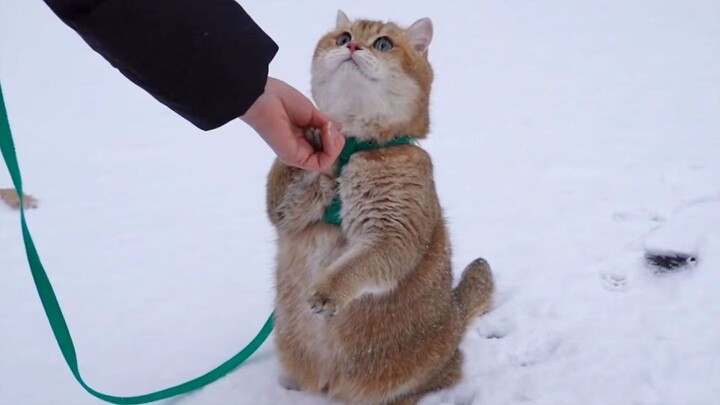 [Động vật]Chú mèo đi dạo trong tuyết