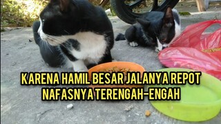 Kasihan Banget Kucing Hamil Ini Mencari Makan Sambil Membawa Anaknya Yang Sudah Besar..!