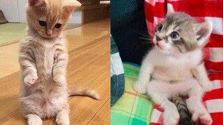 Baby Cats - Cute and Funny Cat Videos Compilation 17 Aww Animals