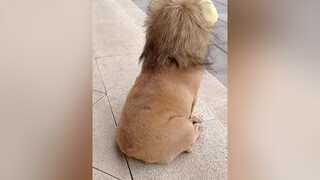 Omg 😂😏 Yellow YouGotThis lion dog frenchbulldog fyp