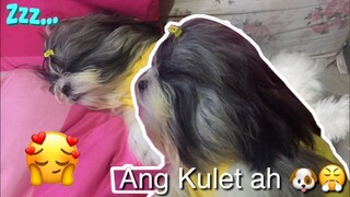 ADORABLE SHIH TZU Puppy While Shes Sleep | GUCCI