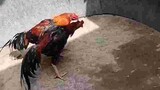 Ayam Bangkok pukul