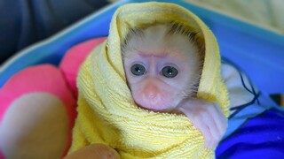 Most Adorable Moment!! Wow, Tiny Luca looks so cute & handsome while waiting for Mom to feeds milk