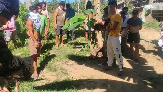 4x winner na ni panot .