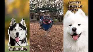 CUTEST ANIMALS IN THE WORLD #21 - Funny and cute pets videos moment