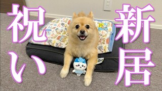 友達から引っ越し祝いで「ちいかわ」を貰った愛犬がこうなりました…笑