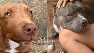 Pitbulls สุขภาพดี EP27 การรวบรวม Pitbull ที่ตลกและน่ารัก